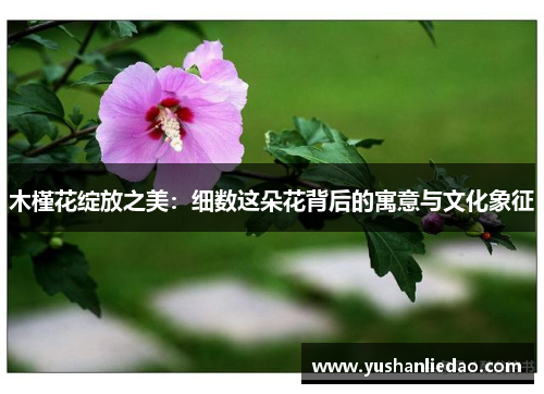 木槿花绽放之美：细数这朵花背后的寓意与文化象征